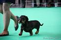 Crufts2011_2 864